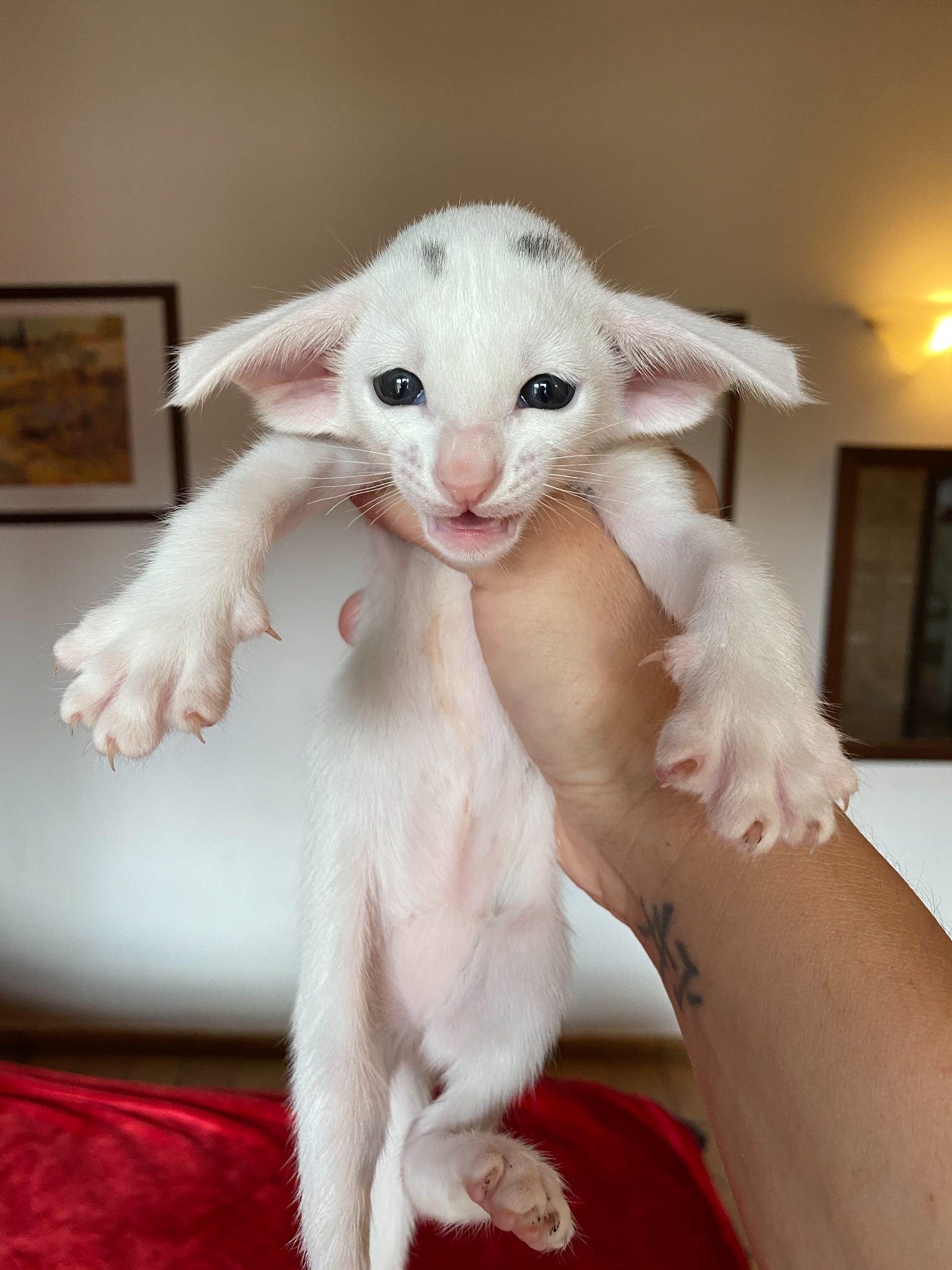 Oriental Express — Siamese e Orientale